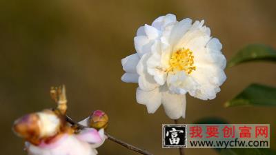 茶花秋天会开花吗