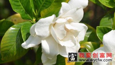 栀子花夏季怎么浇水