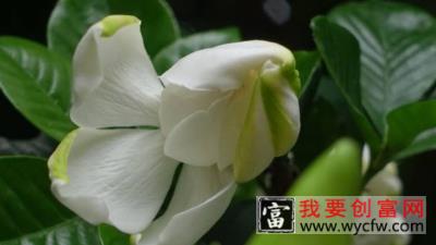 栀子花夏季休眠吗