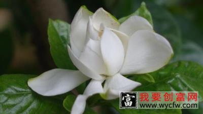 栀子花秋天黄叶正常吗