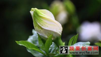 栀子花冬天会冻死吗