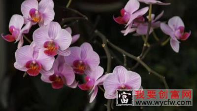 蝴蝶兰有花剑后怎么养