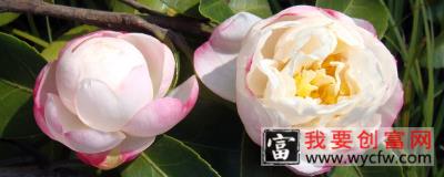 茶花秋天落叶怎么回事