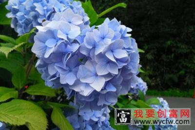 绣球花夏天40度怎么养