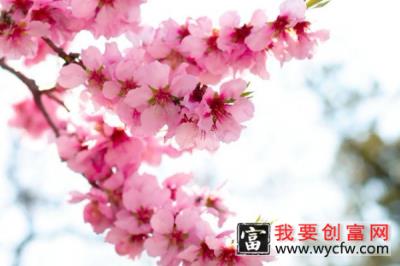 樱花夏天是什么样子的