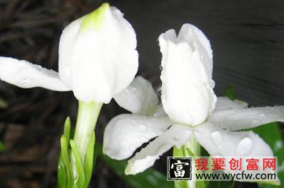 栀子花老桩怎么养