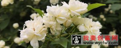 木香花四季常绿吗