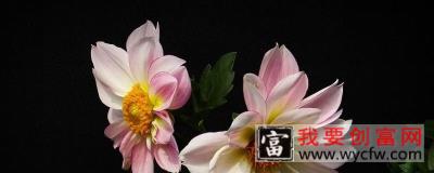 小丽花开花后怎么处理