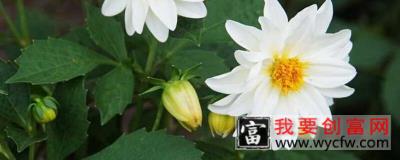 小丽花顶芽怎样扦插