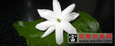 夏天茉莉黄叶怎么办