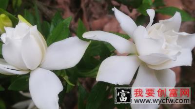 小叶栀子花的养殖修剪