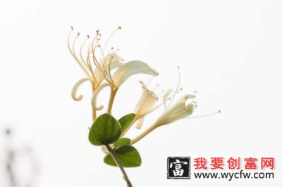 盆栽金银花怎么施肥