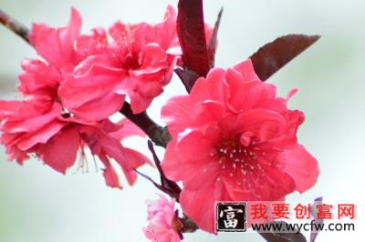 红梅花干叶是怎么回事