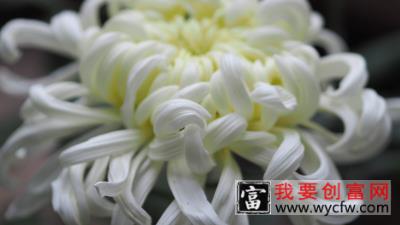 菊花怎么换盆