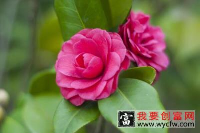 茶花疏蕾叶芽怎么处理