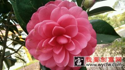 茶花种子的<a href=https://www.wycfw.com/e/tags/?tagid=232 target=_blank class=infotextkey>种植方法</a>