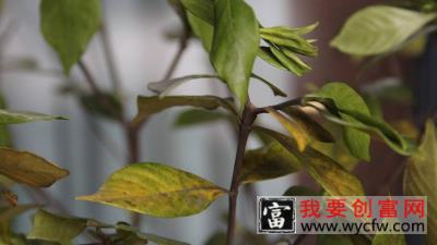 栀子花叶蔫了补救措施