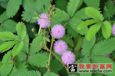 含羞草的种植与养护