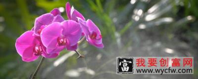 兰花如何使用生根粉