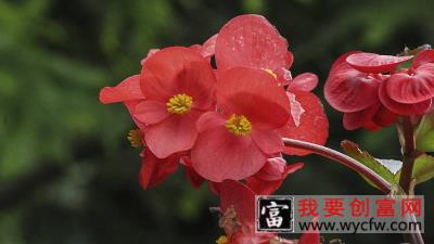 海棠花烂茎了怎么补救