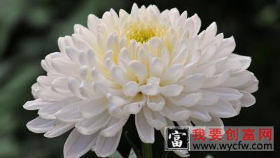 春天菊花怎么摘心