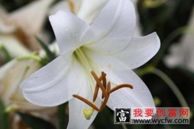 百合花消苞是什么原因