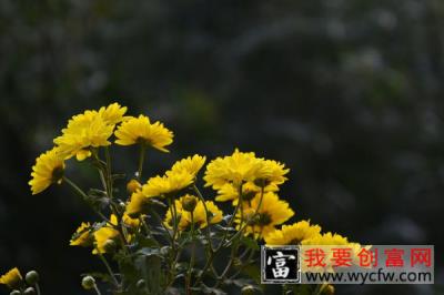 千头菊怎么过冬