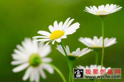 雏菊怎么剪枝