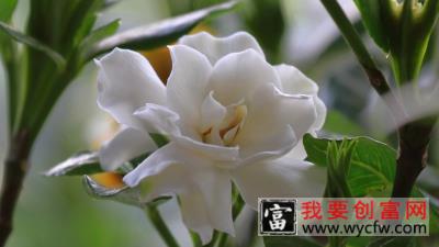 栀子花老桩怎么生根