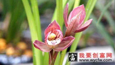 兰花开花后花茎怎么剪