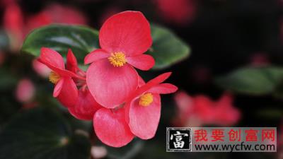 玻璃海棠开完花后怎么处理