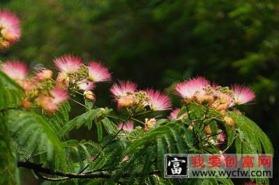 榕花树的花有什么作用