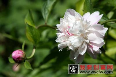 芍药花开花后怎么修剪