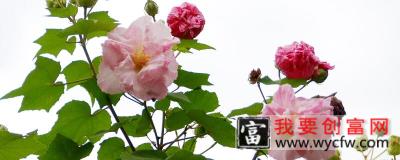 芙蓉花叶子怎么栽培