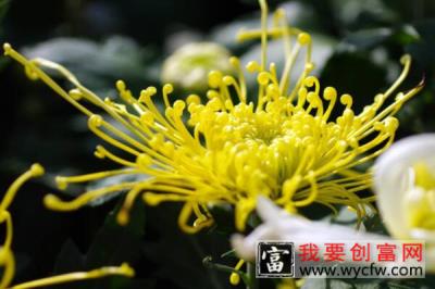 菊花属于凉性吗