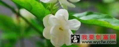 茉莉花怎么养