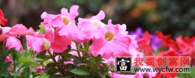 牵牛花有什么特点