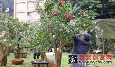 盆栽茶花宜用酸性土