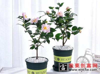 室内山茶花的<a href=https://www.wycfw.com/e/tags/?tagid=63 target=_blank class=infotextkey><a href=https://www.wycfw.com/yangzhi/ target=_blank class=infotextkey>养殖</a></a>方法，山茶花对土壤的选择很重要