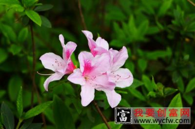 杜鹃花掉叶子怎么扑救，停止浇水更换微酸性土