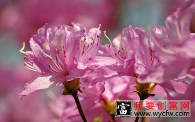 杜鹃花施什么肥最好，黑山土特别适合植物生长