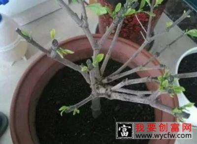 栀子花烂根还能活吗，栀子花烂根怎么办