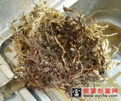 栀子花烂根还能活吗，栀子花烂根怎么办