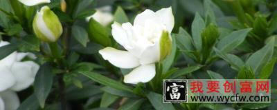 栀子花花语怎么养