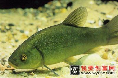 黄金桂鱼是什么鱼