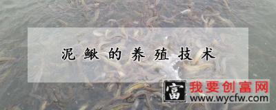 泥鳅的<a href=https://www.wycfw.com/yangzhi/ target=_blank class=infotextkey>养殖技术</a>