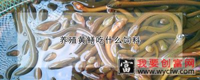 养殖黄鳝吃什么饲料