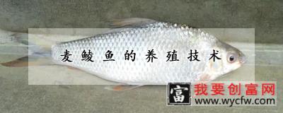 麦鲮鱼的<a href=https://www.wycfw.com/yangzhi/ target=_blank class=infotextkey>养殖技术</a>