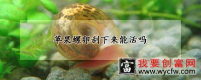 苹果螺卵刮下来能活吗