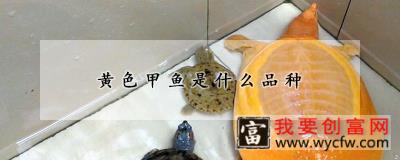 黄色甲鱼是什么品种